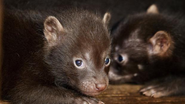 Psi pralesní jsou vzácní v přírodě i lidské péči. V Praze se naposledy množili před 10 lety. Foto: Tomáš Adamec, Zoo Praha