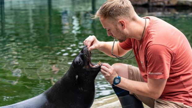 Lachtan Eda už zvládá kompletní veterinární prohlídku. Na snímku při kontrole zubů s vrchním chovatelem Jakubem Mezeiem. Foto: Oliver Le Que, Zoo Praha