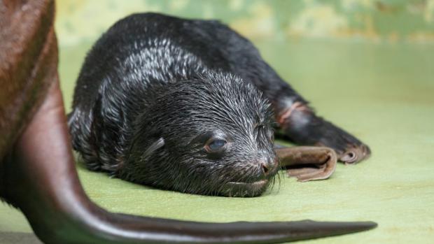 V pátek 26. května se v Zoo Praha narodilo mládě lachtana. Foto: Miroslav Bobek, Zoo Praha