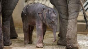 A baby Asian elephant was born in Prague Zoo. Photo: Petr Hamerník, Prague Zoo