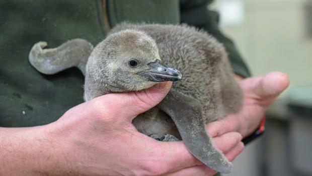 Mládě tučňáka Humboldtova je pokryto šedým prachovým peřím. Zhruba v šestém týdnu života začne přepeřovat do juvenilního šatu, ve kterém pak kolem 100. dne života vstoupí poprvé do vody. Černobílý šat dospělých získá až mnohem později, přibližně na přelomu jara a léta 2027. Foto Petr Hamerník, Zoo Praha