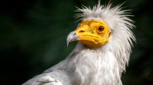 Photo: Miroslav Bobek, Prague Zoo