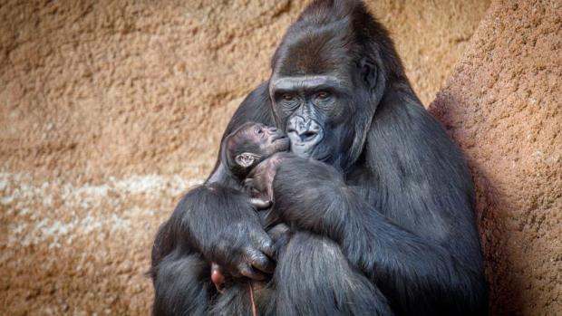 První fotografie Duni s mládětem. Foto Miroslav Bobek, Zoo Praha