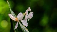 Kudlanka korunková svým neobvyklým vzhledem připomíná květy orchidejí. Foto: Petr Hamerník, Zoo Praha