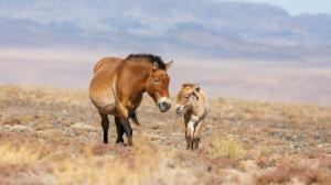 Koně Převalského se úspěšně vrátili do západního a středního Mongolska. Chystaný projekt se zaměří na východ země. Foto Miroslav Bobek, Zoo Praha