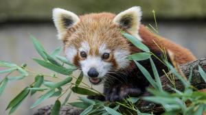 Panda červená. Foto: Petr Hamerník, Zoo Praha
