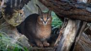 The caracal is one of the fastest cats of its size. Visitors can now observe it in the Feline and Reptile House next to the fossas. Photo: Oliver Le Que, Prague Zoo
