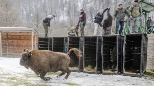 Vypouštění zubrů do aklimatizační ohrady. Foto Emil Khalilov, WWF