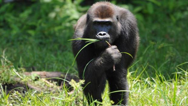 Gorila nížinná, foto: Miroslav Bobek, Zoo Praha