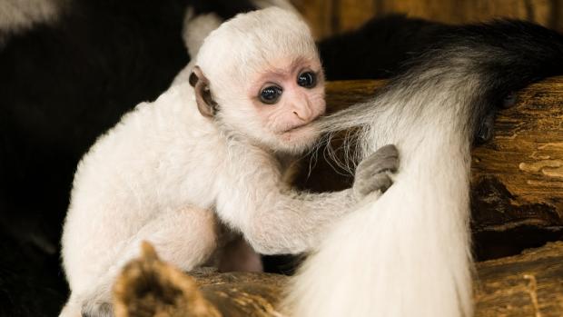 Mládě stále častěji zkoumá okolí – včetně srsti své matky. Dle slov chovatelů jí často leze na hlavu. Foto Petr Hamerník, Zoo Praha