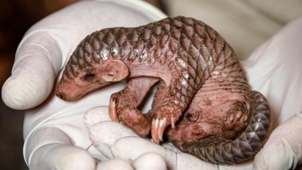 The baby pangolin born in Prague Zoo is a female. Photo Miroslav Bobek, Prague Zoo
