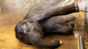 Chovatelé ze Zoo Praha nejprve slůňata (na snímku starší Max) v rámci ranní hygieny pořádně osprchují, pak přijde na řadu pedikúra. Foto: Miroslav Bobek, Zoo Praha.