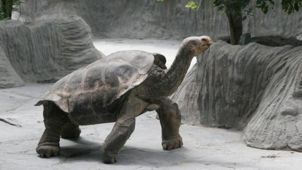 Želva sloní, archiv Zoo Praha