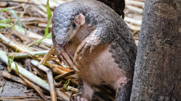 Guo Bao – the male Chinese pangolin. Photo Taipei Zoo