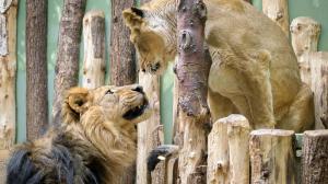 Druhé spojení lvů indických Sohana a Suchi už probíhalo bez problémů. Foto: Petr Hamerník, Zoo Praha