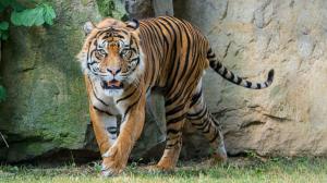 Achilles the Sumatran tiger making one of his first trips to the outdoor enclosure at the Feline and Reptile House. Photo Petr Hamerník, Prague Zoo