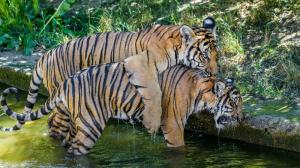 Ani vysoké letní teploty nebrání dvojčatům tygra malajského Bulanovi s Wanitou v jejich venkovních hrátkách. Foto: Petr Hamerník, Zoo Praha.