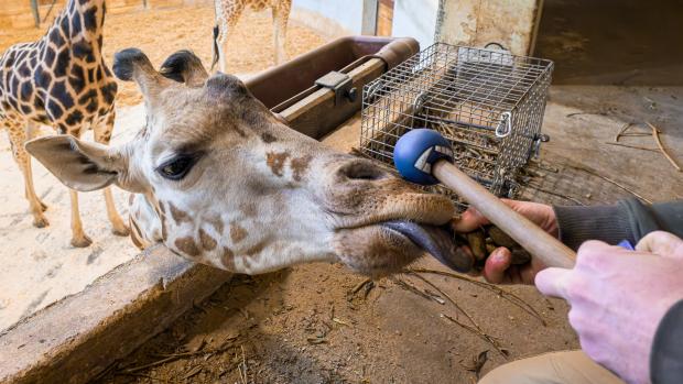 It is important to check the mouth as giraffes can sometimes injure them when they play tug of war with branches. Photo: Petr Hamerník, Prague Zoo