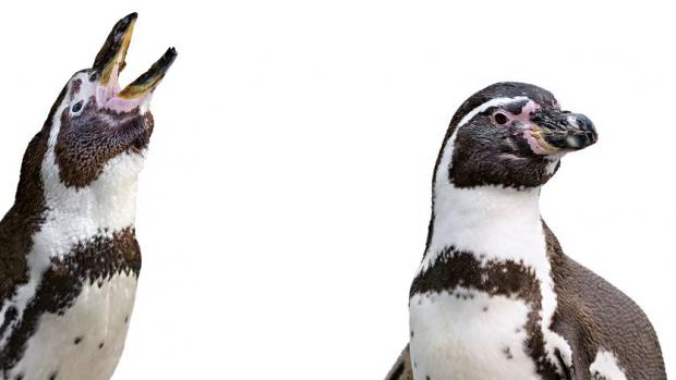 Pipin and Pinďa – Humboldt’s Penguins. Source: Archives Prague Zoo