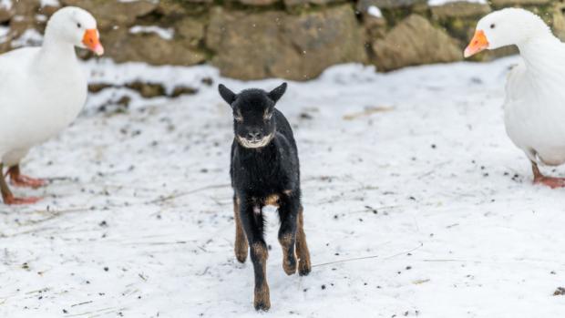 Samička ovce kamerunské přišla na svět jako první mládě letošního roku ve středu 2. ledna. Návštěvníci ji mohou vidět v Dětské zoo. Foto: Petr Hamerník, Zoo Praha.