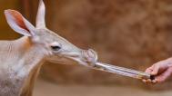 Na komentované krmení oblíbených hrabáčů s mrštnými jazyky se mohou lidé vydat do Afrického domu v 10.30. Foto: Petr Hamerník, Zoo Praha 