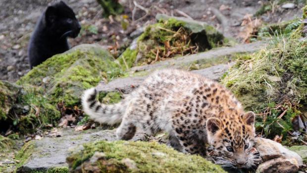 První krůčky v expozici levhartů mandžuských, foto: Jana Ptačinská Jirátová, Zoo Praha