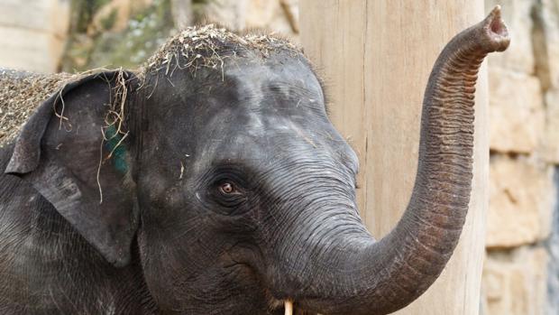 Janita, foto: Tomáš Adamec, Zoo Praha