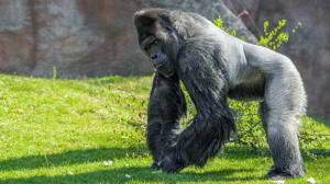 Photo: Petr Hamerník, Prague Zoo