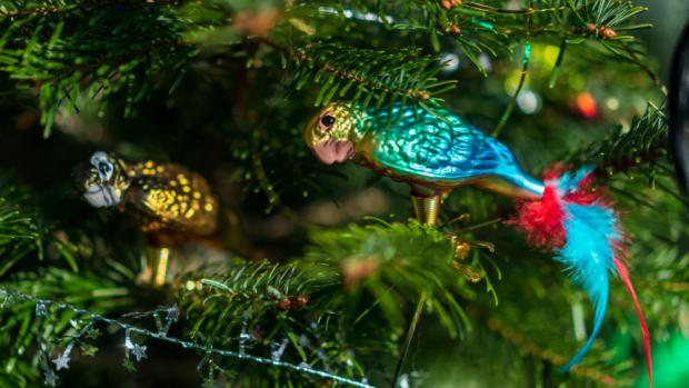 Sledujte rozsvícení vánočního stromu online. Foto: Khalil Baalbaki, Zoo Praha