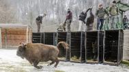Releasing bison into the acclimatization enclosure. Photo: Emil Khalilov, WWF 