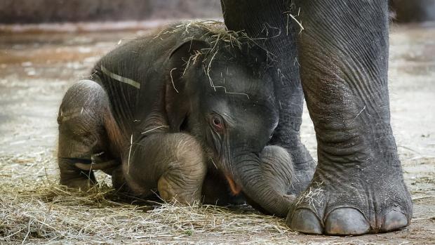 Foto: Petr Hamerník, Zoo Praha 