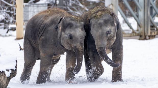 Slůňata Lakuna a Amalee si v Zoo Praha užívají již druhou zimu. Za příznivého počasí chodí do výběhu, i když napadne sníh. Foto Oliver Le Que, Zoo Praha