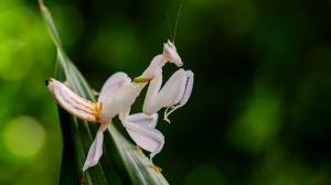 Kudlanka korunková svým neobvyklým vzhledem připomíná květy orchidejí. Foto: Petr Hamerník, Zoo Praha