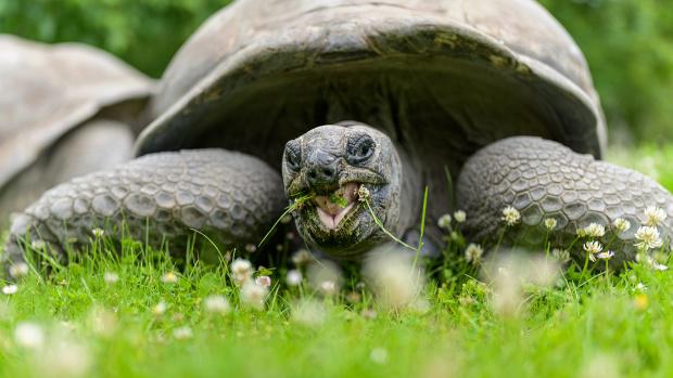 Samec želvy obrovské Toro. Foto: Petr Hamerník, Zoo Praha