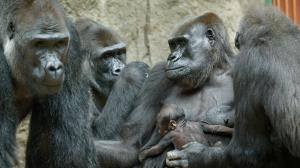 The 32-year-old female Shinda holding the baby of her half-sister, 31-year-old Kijivu. This situation is due to the close relationship the two gorillas have; they have lived together all their lives. Also pictured on the left are the 26-year-old male Kisumu and the 11-year-old female Duni. Photo Petr Hamerník, Prague Zoo