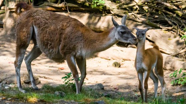 Lamy guanako přestávají být v zoologických zahradách běžně k vidění, právě proto narození letošního mláděte udělalo chovatelům velikou radost. Foto: Petr Hamerník, Zoo Praha