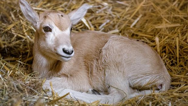 Mládě adaxe, foto: Petr Hamerník, Zoo Praha