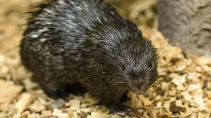 O životě dikobraza palawanského toho zatím stále mnoho nevíme. Foto: Petr Hamerník, Zoo Praha 