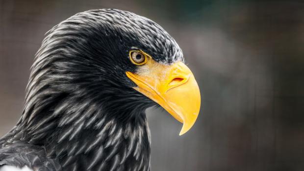 Majestic Matyáš is a prominent celebrity of Prague Zoo. Photo: Tomáš Adamec, Prague Zoo