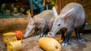 Lákavý hmyz hrabáči z tykví obratně vydolují pomocí svého dlouhého lepkavého jazyka. Foto Petr Hamerník, Zoo Praha