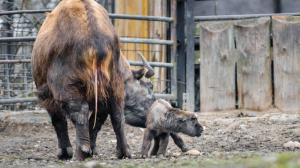 V úterý 28. února se narodilo mládě takina indického. Foto Jana Myslivečková, Zoo Praha