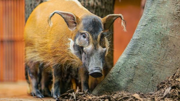 Štětkouni afričtí patří vedle goril nížinných k nejatraktivnějším obyvatelům pavilonu Rezervace Dja. Jméno dostali podle protáhlých ušních boltců zakončených štětkou delších chlupů. Foto Petr Hamerník, Zoo Praha