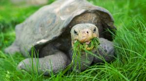 Samec želvy sloní pinzonské Antonio, foto: Petr Hamerník, Zoo Praha