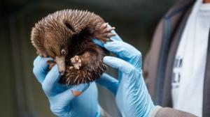 Mládě ježury australské se v Zoo Praha vylíhlo na začátku dubna. Na rozdíl od jiných savců se ježura líhne z vajíček velkých asi jako lískový ořech nebo fazole. Mládě má stále výraznější bodliny a rychle přibývá na váze, aktuálně má 770 gramů. Autor: Václav Šilha, Zoo Praha 