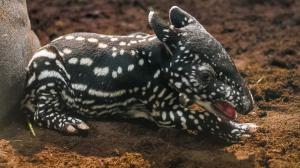 The spot-covered Malayan tapir calf was born in the morning hours of Thursday, October 15. Photo: Petr Hamerník