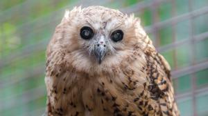 Tento víkend budou poprvé v České republice k vidění ketupy Pelovy, největší africké „rybí sovy“. Zoo Praha je chová jako jediná v Evropě. Foto: Petr Hamerník, Zoo Praha.