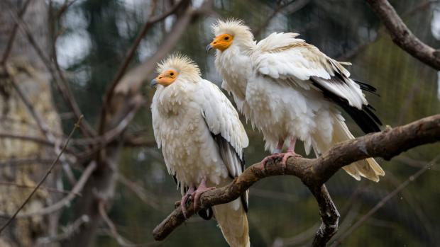 Zoo Praha vyslala do Bulharska chovný pár supa mrchožravého, nejvzácnějšího evropského supa. Foto: Petr Hamerník, Zoo Praha.