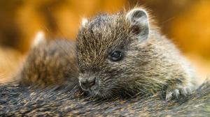 Mláďata hutií jsou aktivní po celý den. Návštěvníci je v areálu zoo najdou nad Indonéskou džunglí, jen pár kroků od výběhu pro vydry. Foto Petr Hamerník, Zoo Praha