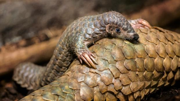 The rearing of Šiška, the female Chinese pangolin, was earthshaking, not just because of the setbacks associated with it, but also because she is the first pangopup of these unique scaly mammals to be bred in Europe. Photo Petr Hamerník, Prague Zoo