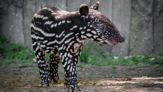 The inspiration for his name and the use of Morse code was the striking black and white pattern, resembling dots and dashes, that baby tapirs are born with. The news of the young male’s christening was broadcast to the world via Morse code at the time, and now Prague Zoo will say goodbye to the male before he sets off to Germany. Author: Miroslav Bobek, Prague Zoo